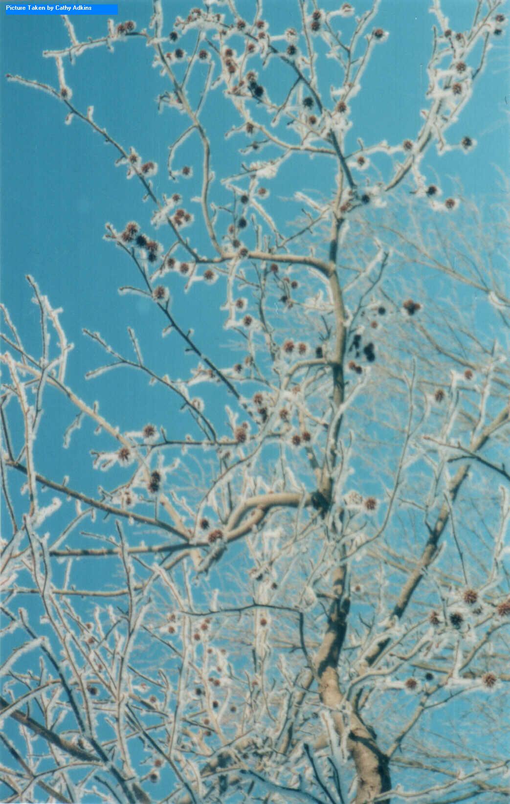 tree with snow