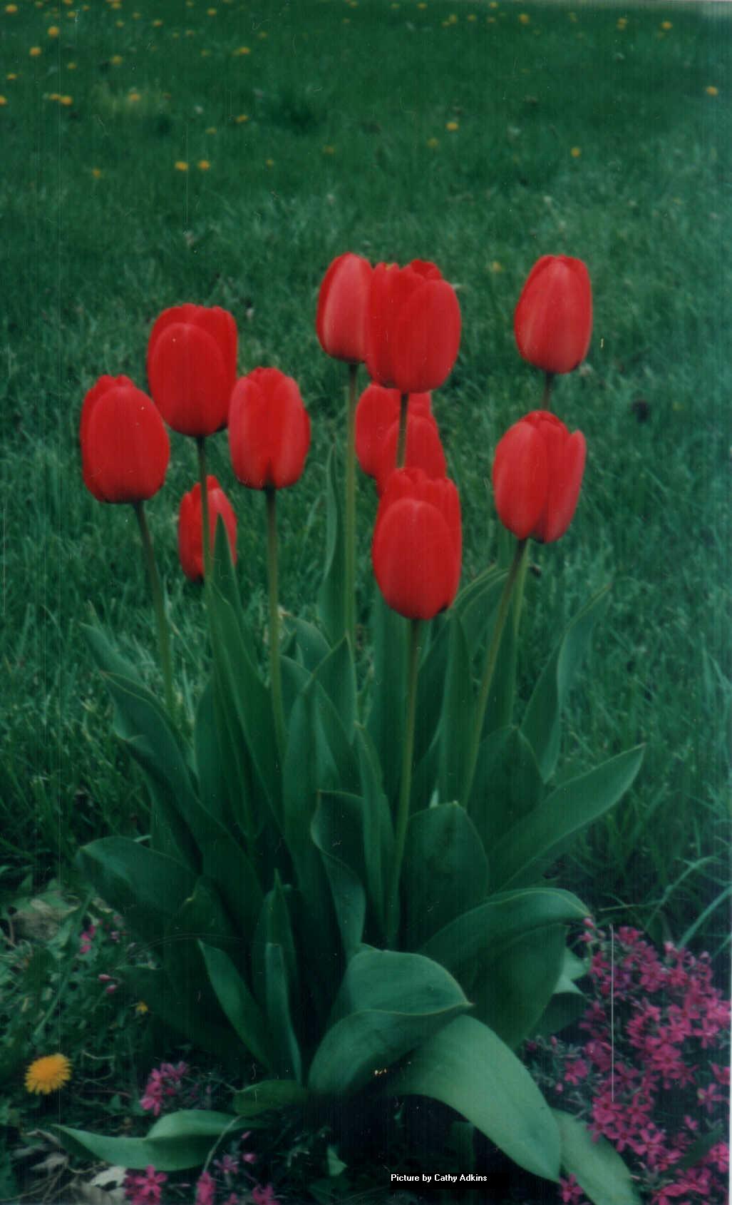 tulip picture