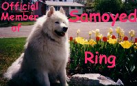 Samoyed Ring